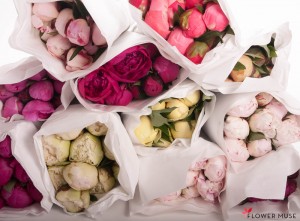 color-peony